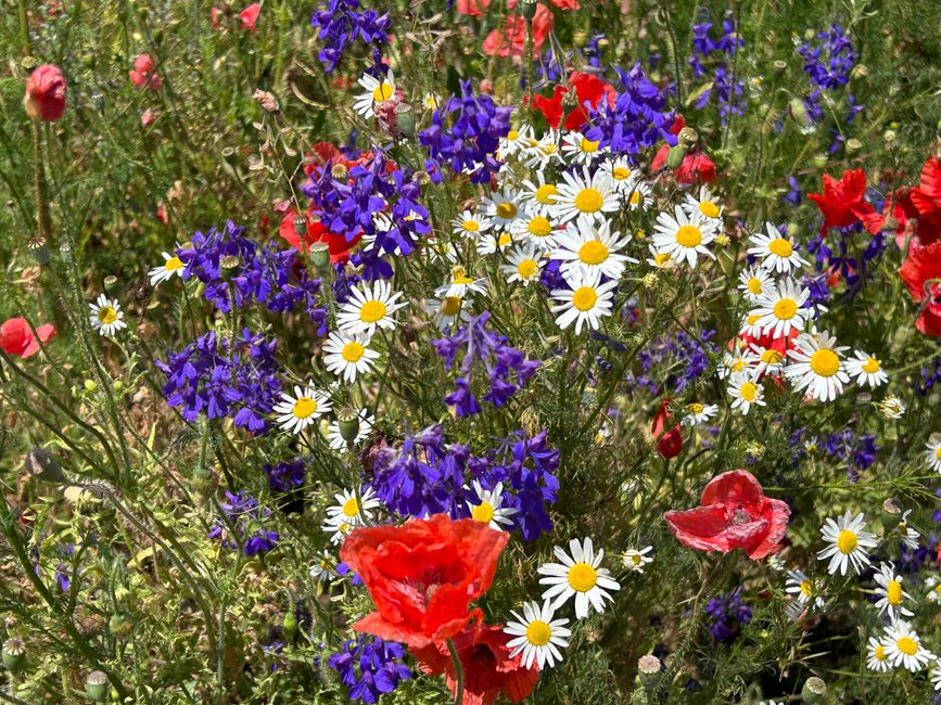 A vibrant floral arrangement featuring red poppies, bluebell-like purple flowers, and white daisies with yellow centers, freshly picked and loosely arranged among green stems and leaves. The flowers a