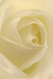 Drawn intimately into the gentle centre of an ivory rose, this image evokes the feeling of being wrapped in layers of silk, fresh from the early morning air of Kilburn. Each petal unfurls with delicate precision, their creamy tones kissed by gentle shadows, recalling early sunlight from Brondesbury Park to the bustle of Kilburn Market. The bloom's soft spirals are filled with subtle energy, inviting the imagination to explore textures and forms only a skilled Kilburn florist could craft. The atmosphere exudes peace and reverence, perfect for conveying respect, admiration, or the promise of a fresh start within the local NW6 community. This classic rose, its sweet understated fragrance nearly palpable, is more than just the sum of its petals-it's a tender narrative of connection, care, and the artistry that brings thoughtful arrangements to doorsteps across Kilburn.